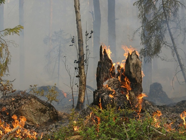 Сначала пожароопасного сезона на Дальнем Востоке зарегистрировано более 1,8тыс лесных пожаров